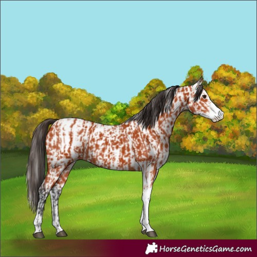 Horse Color:Bay Sabino  and Bay Sabino Appaloosa 