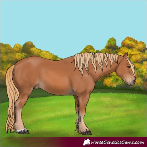 Horse Color:Chestnut 
