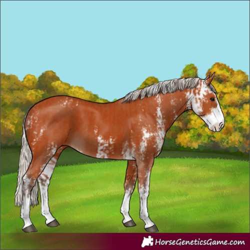 Horse Color:Silver Bay Sabino  and Silver Bay Sabino 