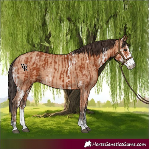 Horse Color:Bay Sabino  and Amber Champagne Sabino 