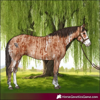 Horse Color:Bay Sabino and Amber Champagne Sabino