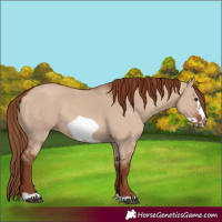 Horse Color:Red Dun Frame Rabicano