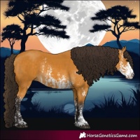 Horse Color:Buckskin Sabino  and Buckskin Sabino 