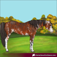 Horse Color:Bay Sabino  and Bay Sabino 