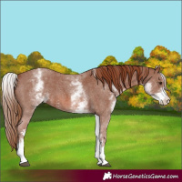 Horse Color:White Spotted Chestnut Sabino 