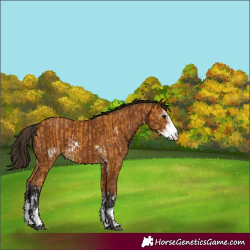 Horse Color:Buckskin Sabino and Gray Buckskin Sabino