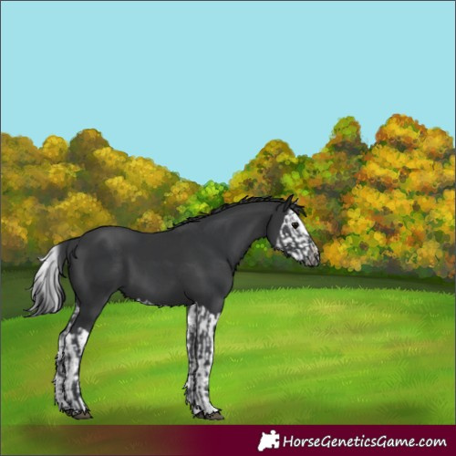 Horse Color:Black and Black Splash