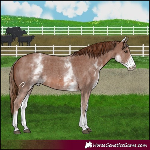 Horse Color:White Spotted Chestnut Sabino 
