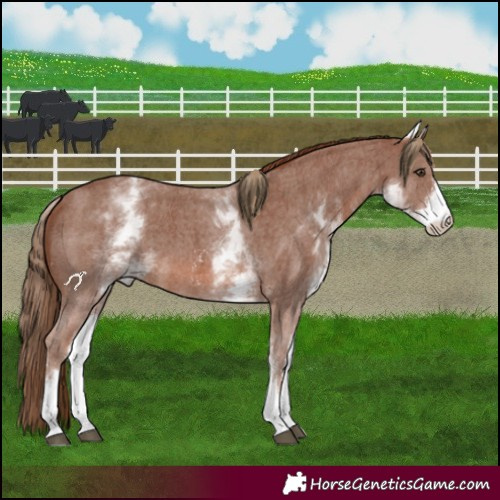 Horse Color:White Spotted Chestnut Sabino 