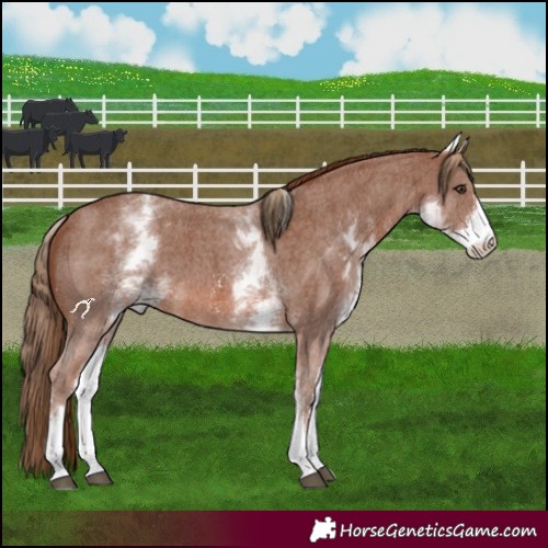 Horse Color:White Spotted Chestnut Sabino 