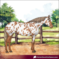 Horse Color:Chestnut Appaloosa 
