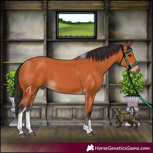 Horse Color:Bay Tobiano 