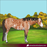 Horse Color:Bay Sabino  and Bay Dun Sabino 