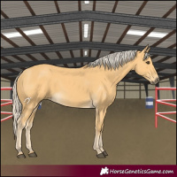 Horse Color:Palomino 