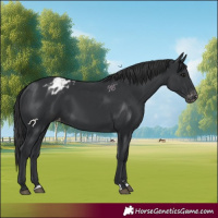 Horse Color:Black Blanket