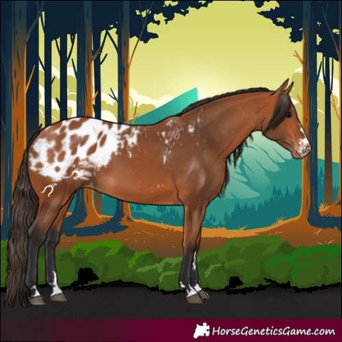 Horse Color:Bay Appaloosa 