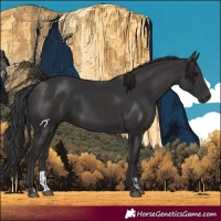 Horse Color:Black and Smoky Black