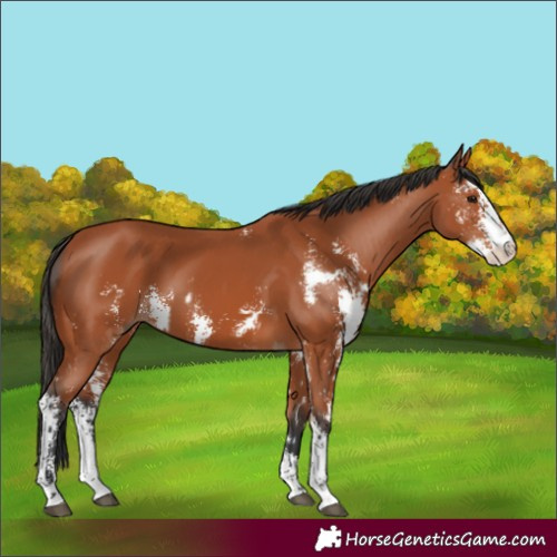 Horse Color:Bay Sabino and Bay Sabino