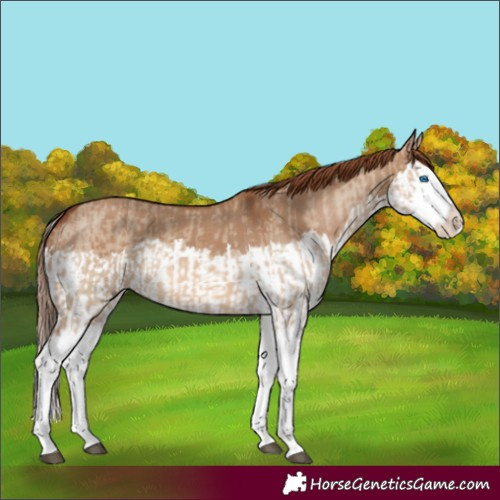 Horse Color:Red Dun Splash and Red Dun Splash