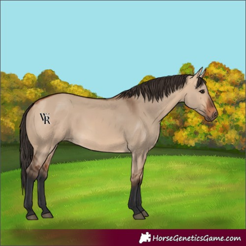 Horse Color:Bay Dun 