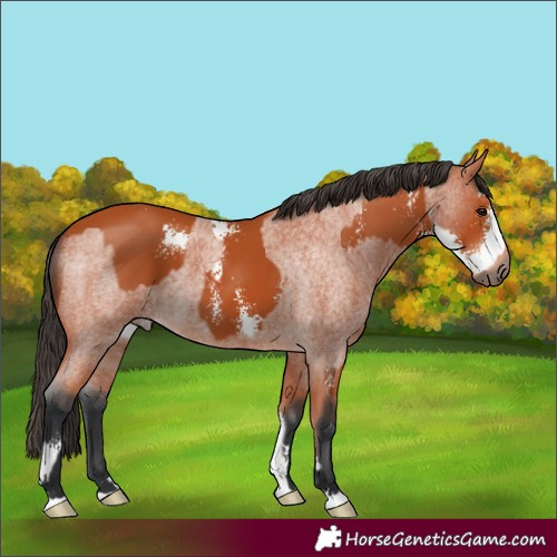 Horse Color:Bay Sabino  and Bay Roan 