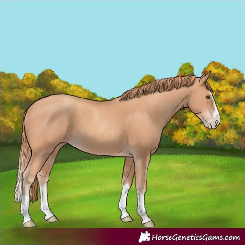 Horse Color:Gold Champagne Splash 