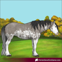 Horse Color:Grullo Sabino Splash  and Grullo Sabino Splash 