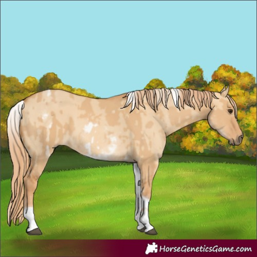 Horse Color:White Spotted Red Dun Rabicano  and White Spotted Red Dun Tobiano Rabicano 