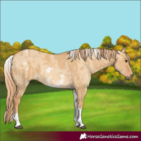 Horse Color:White Spotted Red Dun Rabicano  and White Spotted Red Dun Tobiano Rabicano 