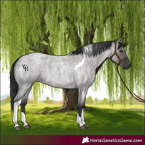 Horse Color:Grullo Roan Tobiano
