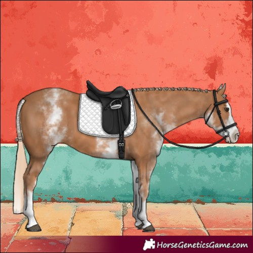Horse Color:White Spotted Chestnut Splash 
