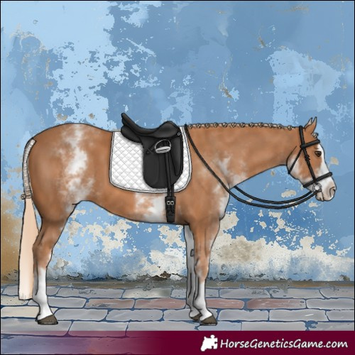 Horse Color:White Spotted Chestnut Splash 