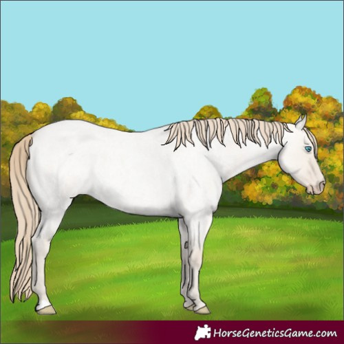 Horse Color:Smoky Creme Roan Dun 