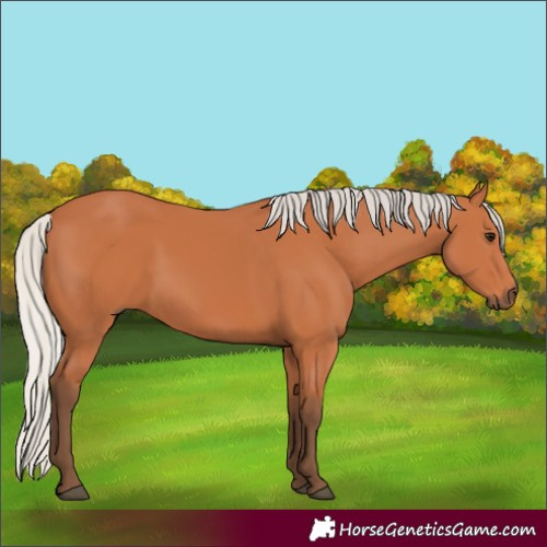 Horse Color:Silver Bay 
