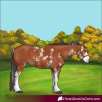 Horse Color:Bay Sabino  and Bay Sabino 
