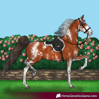 Horse Color:Bay Sabino  and Bay Sabino 