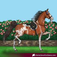 Horse Color:Bay Sabino  and Bay Sabino 
