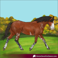 Horse Color:Bay Sabino  and Bay Sabino Rabicano 