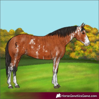 Horse Color:Bay Sabino  and Bay Sabino 