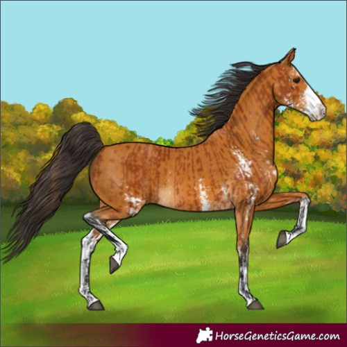 Horse Color:Bay Sabino  and Buckskin Sabino 