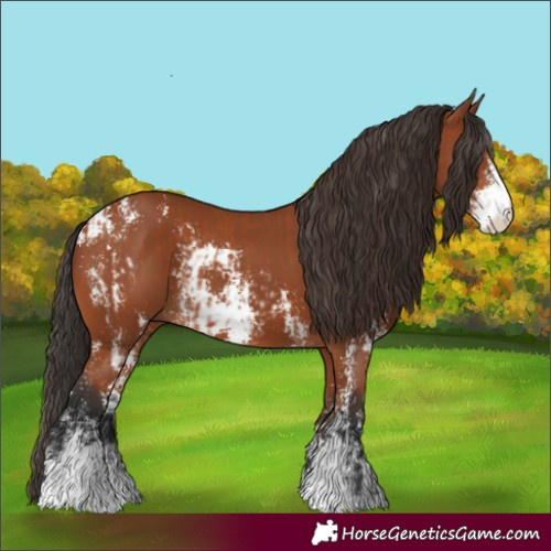 Horse Color:Bay Sabino and Bay Sabino
