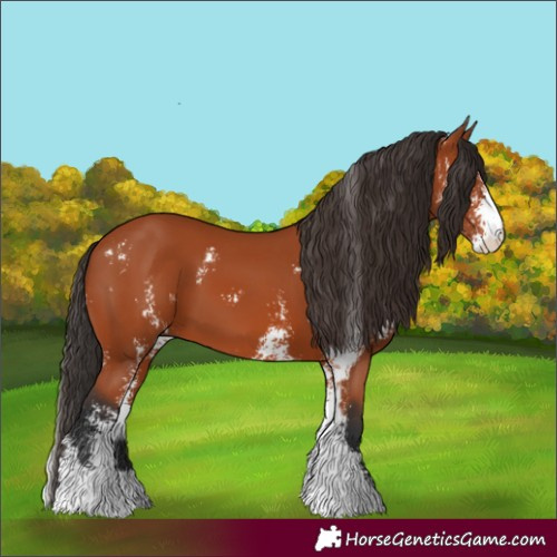 Horse Color:Bay Sabino and Bay Sabino
