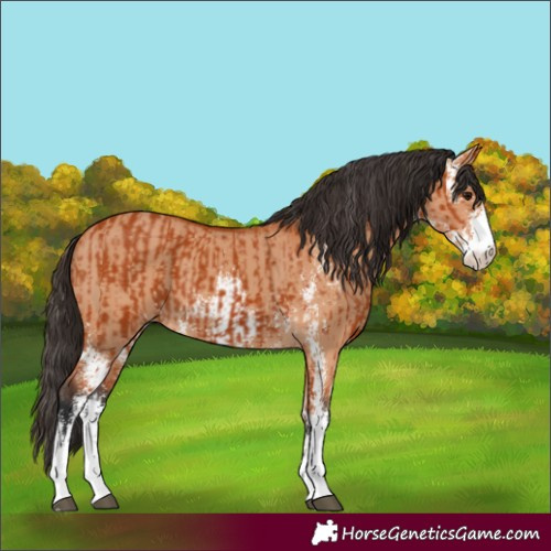 Horse Color:Unknown