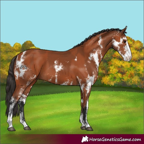 Horse Color:Bay Sabino  and Bay Sabino 