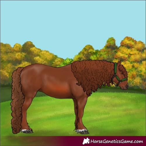 Horse Color:Chestnut 