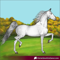 Horse Color:Gray White Spotted Black and Gray White Spotted Black