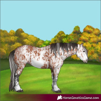Horse Color:Bay Sabino Frame and Gray Bay Sabino Frame