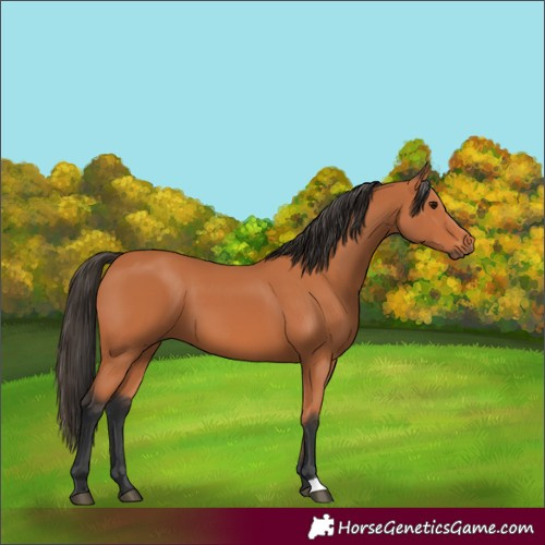 Horse Color:Bay 