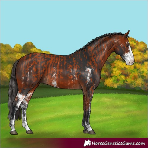 Horse Color:Bay Sabino  and Bay Sabino 