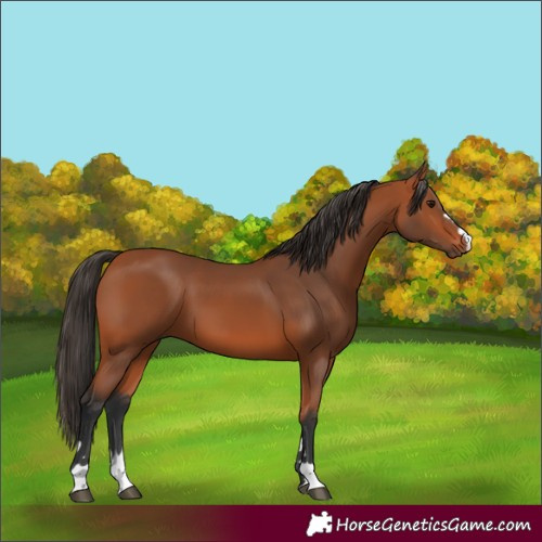 Horse Color:Bay 